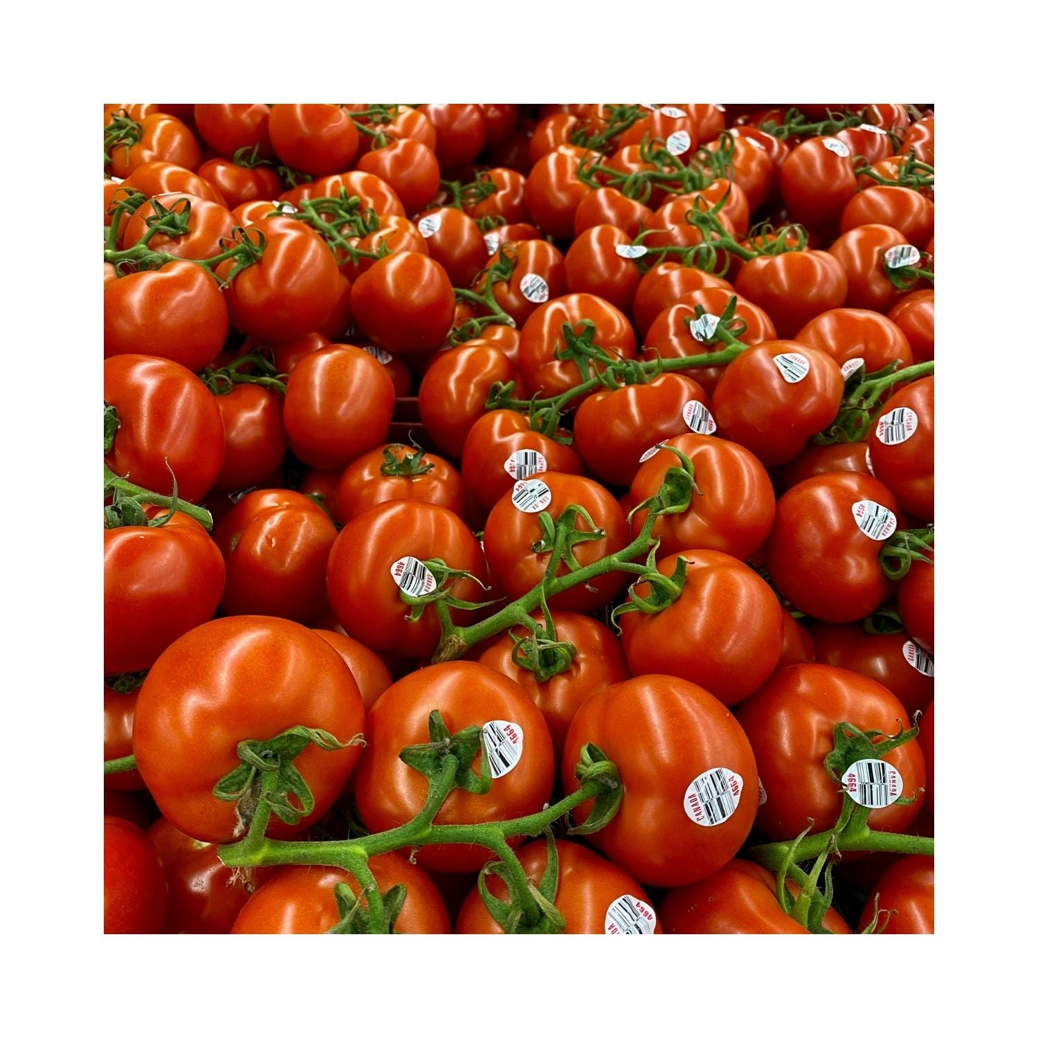 ❁⃘*.゜tomato❁⃘*.゜ Godzilla - Tomato Seeds - Heirloom Tomato - 25+ Seeds – Oak