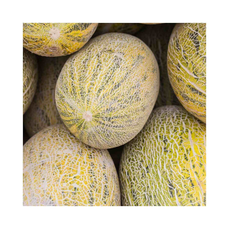 MELON HAMI