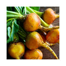 BETTERAVE FEUILLE JAUNE