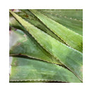 ALOE VERA FEUILLE