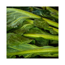 CHOU CAVALIER (COLLARD)