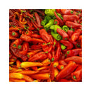 PIMENT SHEPPARD (ORANGE/JAUNE)